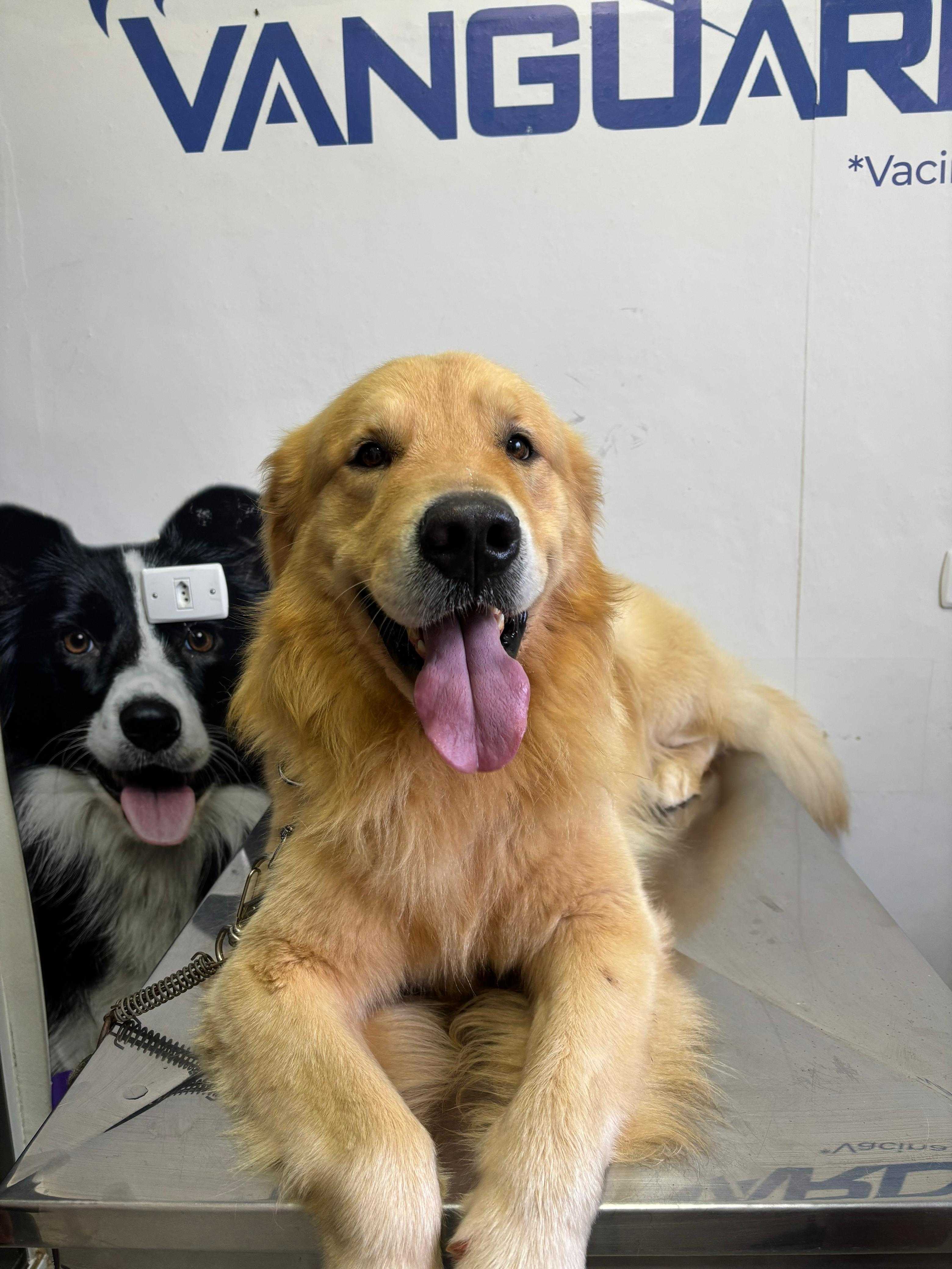 Neurologia Veterinária Landing Image