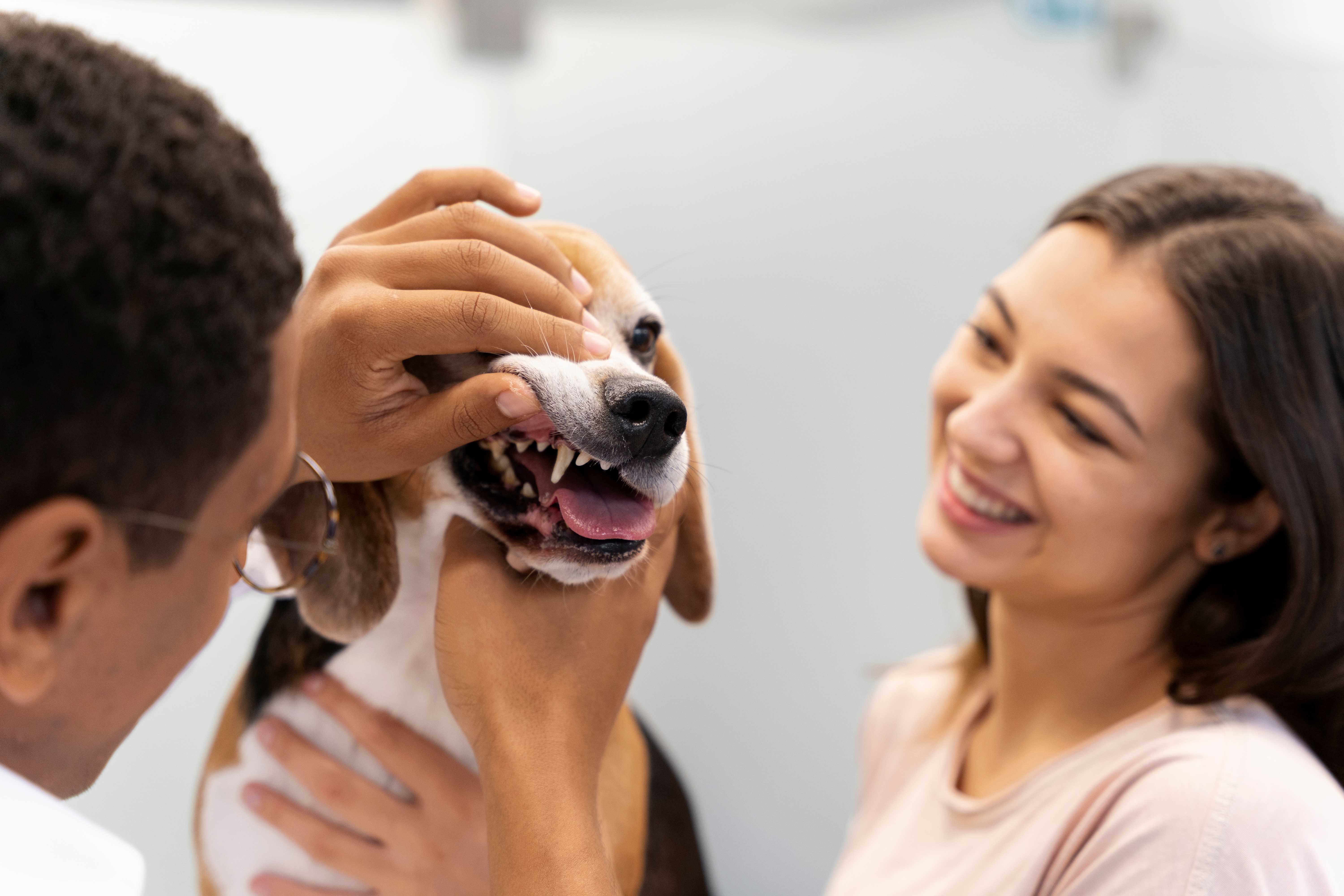Odontologia Veterinária Landing Image