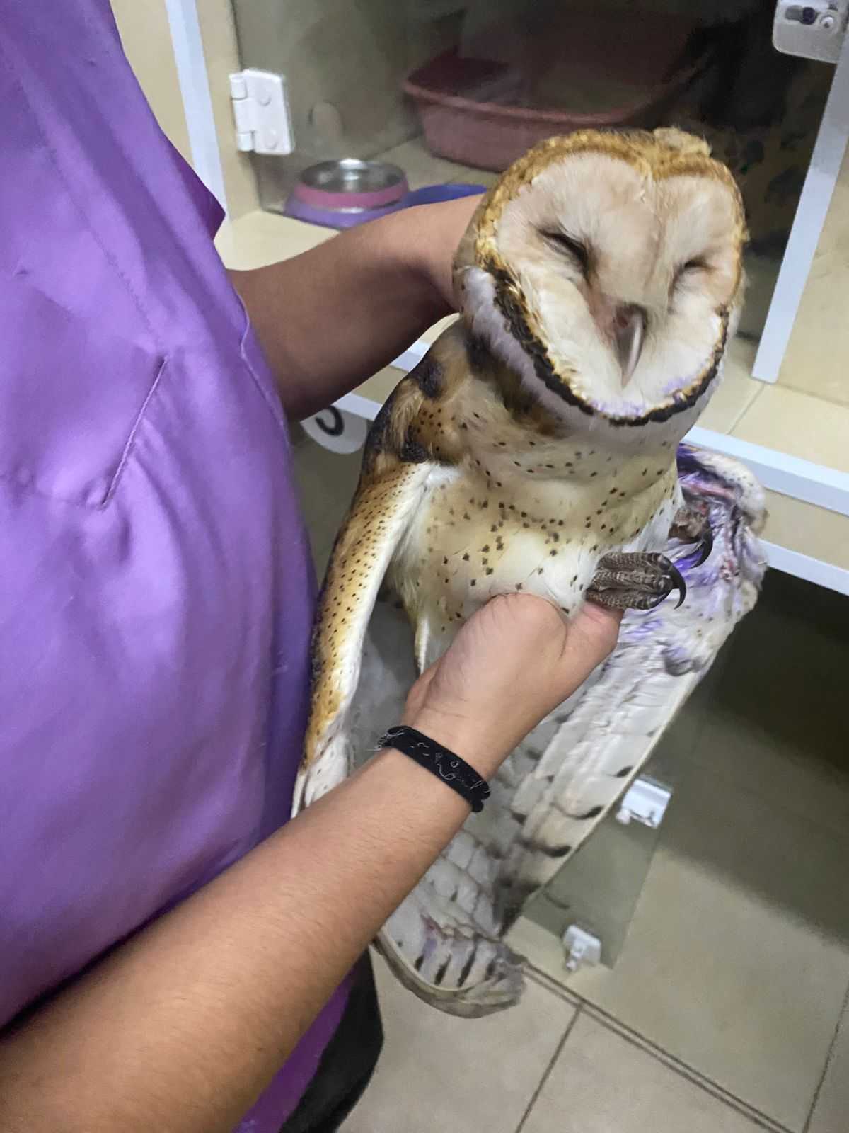 Animais Exóticos Landing Image